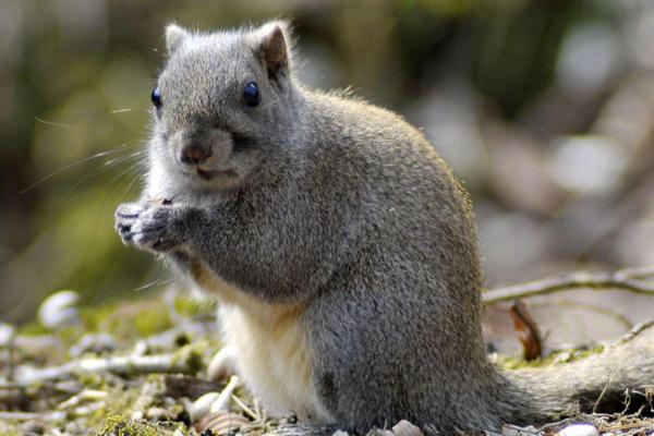 松鼠壽命有多長 松鼠住在什么地方