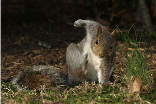 松鼠壽命有多長 松鼠住在什么地方