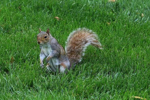 松鼠壽命有多長 松鼠住在什么地方