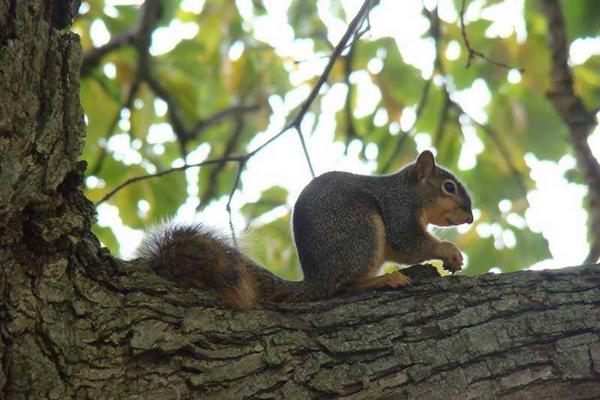 松鼠咬人后為什么會死 被松鼠抓了需要打針嗎