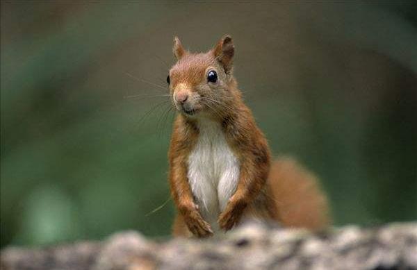 松鼠咬人后為什么會死 被松鼠抓了需要打針嗎