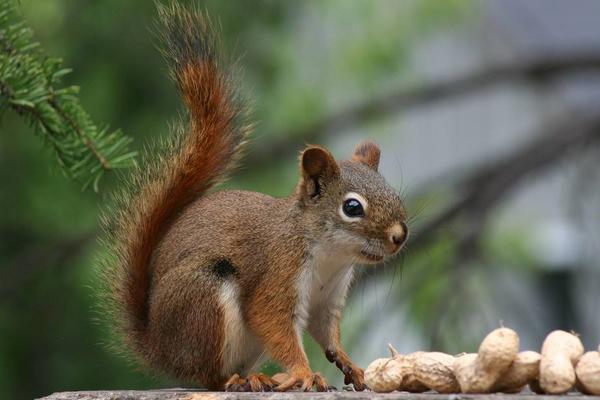 松鼠咬人后為什么會死 被松鼠抓了需要打針嗎