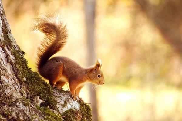 松鼠咬人后為什么會死 被松鼠抓了需要打針嗎