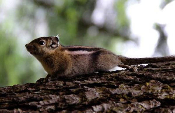 松鼠咬人后為什么會死 被松鼠抓了需要打針嗎