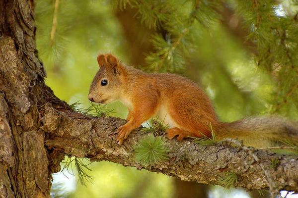 松鼠咬人后為什么會死 被松鼠抓了需要打針嗎