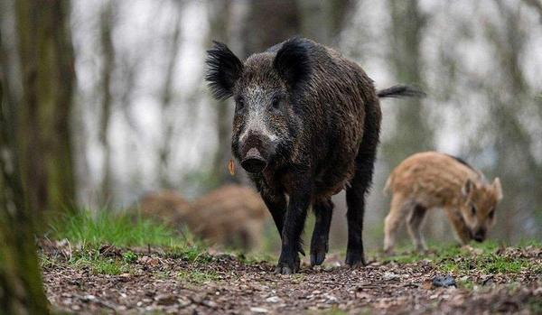 怎么打野豬 野豬怎么抓 野豬怕什么