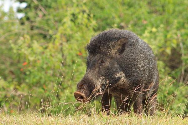 養(yǎng)野豬需要什么條件 野豬吃什么