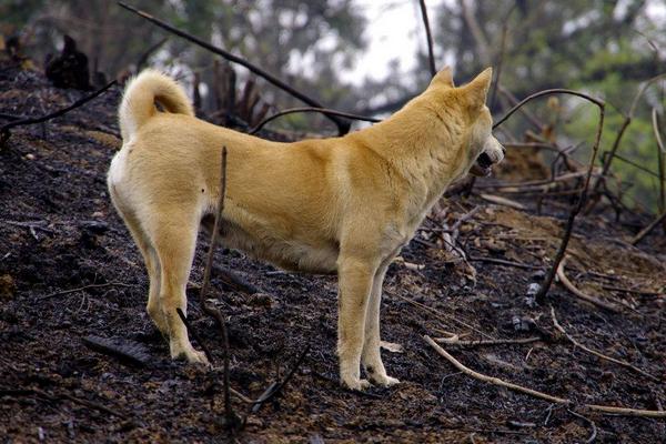 肉狗養殖怎么樣 養肉狗什么品種好
