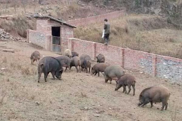 養野豬需要什么條件 野豬吃什么