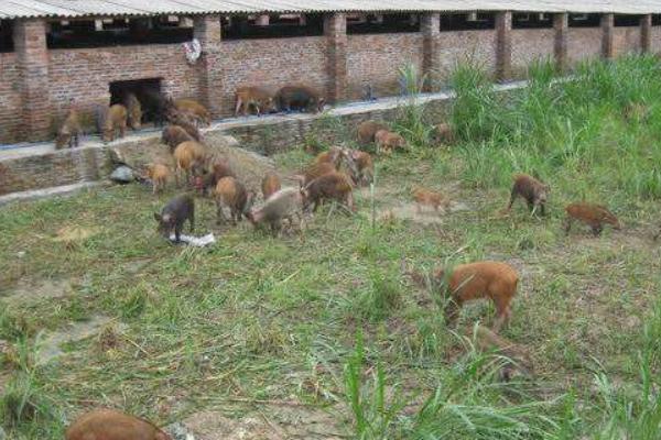 養野豬需要什么條件 野豬吃什么
