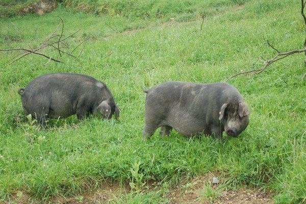 養野豬需要什么條件 野豬吃什么