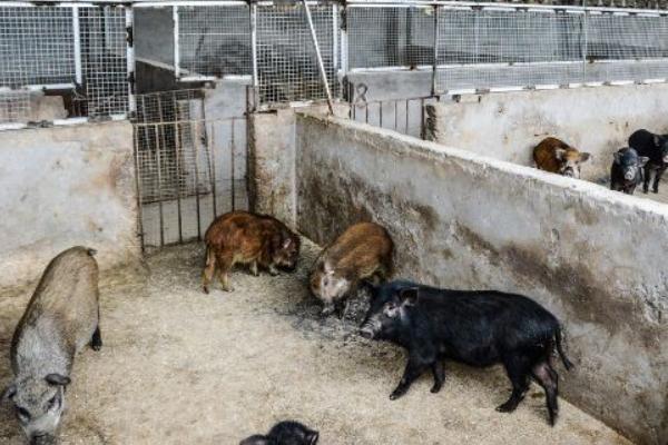 養野豬需要什么條件 野豬吃什么