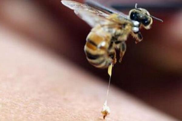 蜂毒市場價格多少錢一克 蜂毒的功效與作用及禁忌