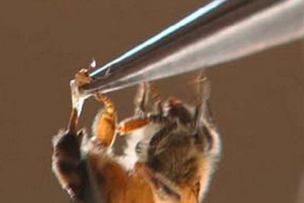 蜂毒市場價格多少錢一克 蜂毒的功效與作用及禁忌