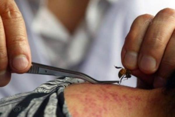 蜂毒市場價格多少錢一克 蜂毒的功效與作用及禁忌