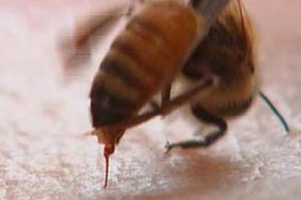 蜂毒市場價格多少錢一克 蜂毒的功效與作用及禁忌