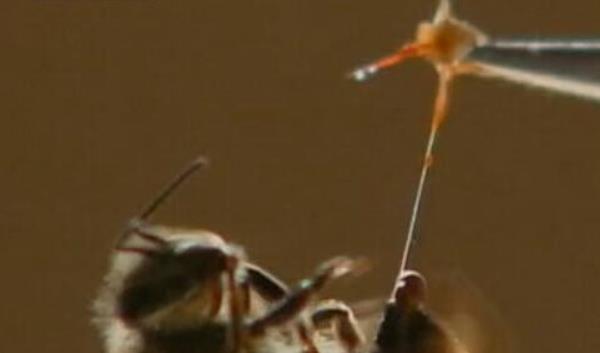 蜂毒市場價格多少錢一克 蜂毒的功效與作用及禁忌