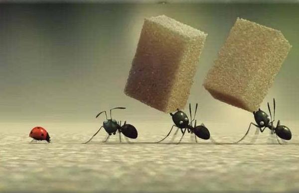 家里出現(xiàn)螞蟻預(yù)示什么 家里出現(xiàn)飛螞蟻的原因