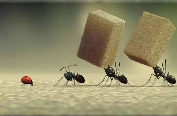 螞蟻?zhàn)钆率裁?螞蟻藥哪種好 螞蟻多怎么徹底清除
