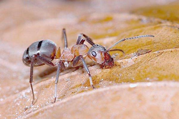 螞蟻?zhàn)钆率裁?螞蟻藥哪種好 螞蟻多怎么徹底清除