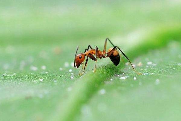 螞蟻?zhàn)钆率裁?螞蟻藥哪種好 螞蟻多怎么徹底清除