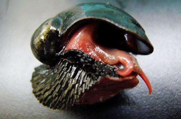 鱗角腹足蝸牛有多硬 鱗角腹足蝸牛的天敵是誰 鱗角腹足蝸牛能養嗎