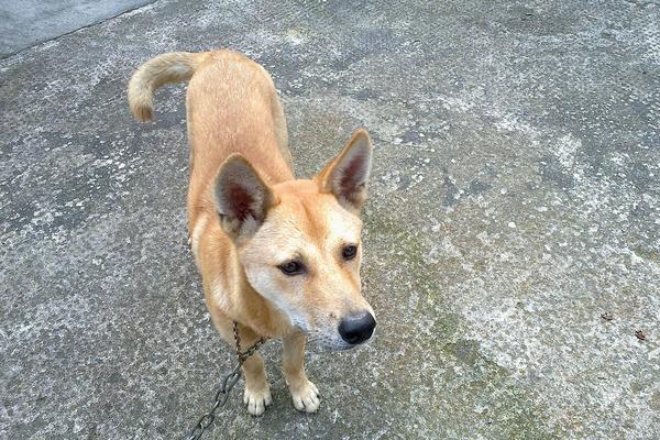 肉狗的飼養(yǎng)方法 肉狗飼料配方