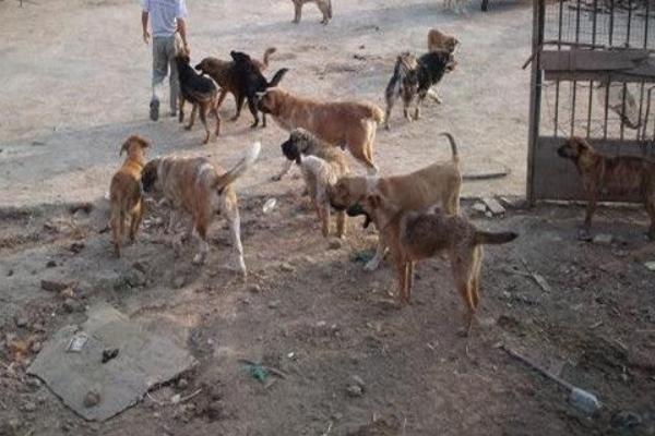肉狗的飼養方法 肉狗飼料配方