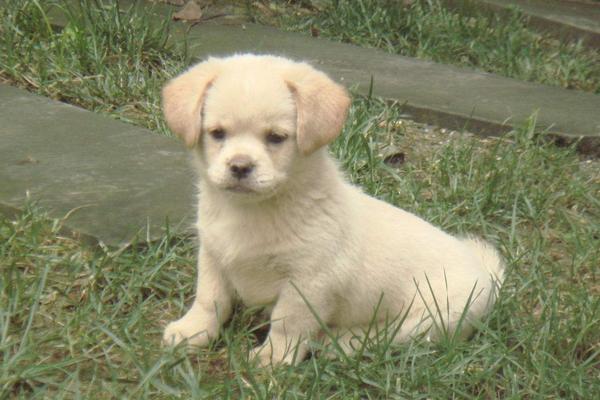 肉狗的飼養方法 肉狗飼料配方