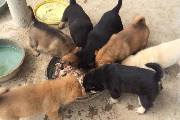 肉狗的飼養方法 肉狗飼料配方