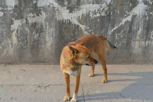 肉狗的飼養方法 肉狗飼料配方