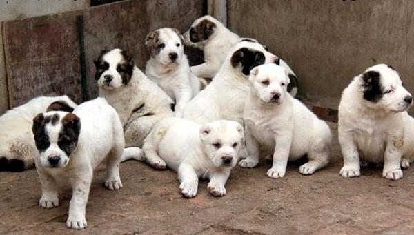 肉狗的飼養方法 肉狗飼料配方