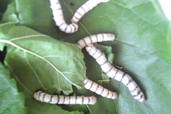 虎蠶會咬人嗎 虎蠶的生長周期是怎么樣的