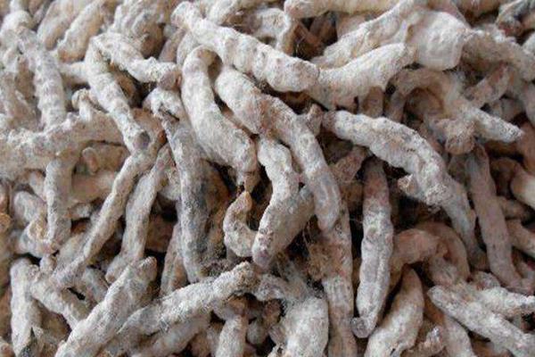 僵蠶的功效與作用及禁忌 僵蠶是什么東西