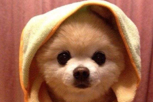 俊介和博美的區別是什么 俊介和博美是一種狗嗎