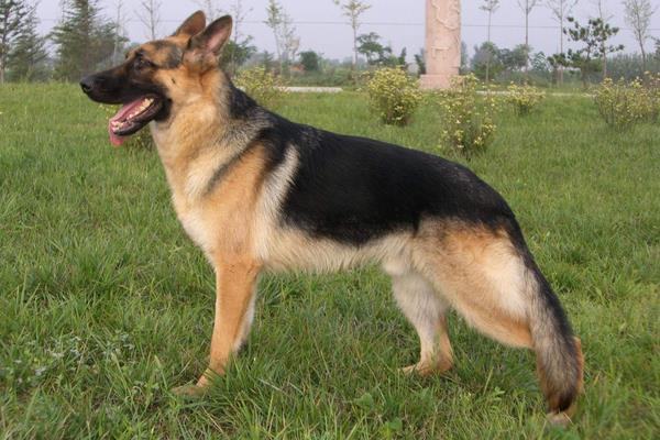 昆明犬和德牧哪個好 昆明犬怎么訓練