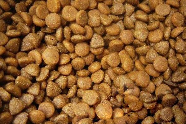 臘腸犬吃什么狗糧 臘腸犬掉毛嗎