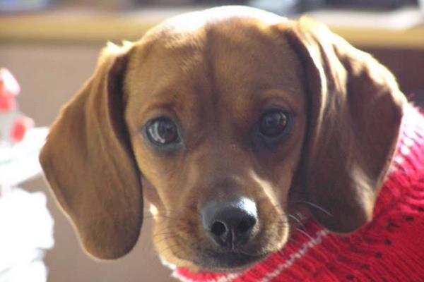 臘腸犬吃什么狗糧 臘腸犬掉毛嗎