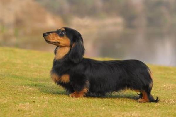 臘腸犬吃什么狗糧 臘腸犬掉毛嗎