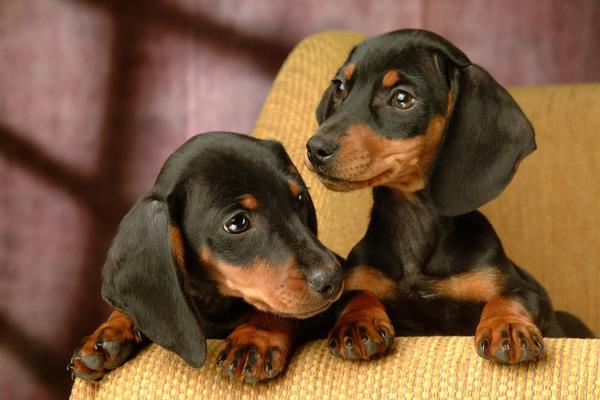 臘腸犬吃什么狗糧 臘腸犬掉毛嗎