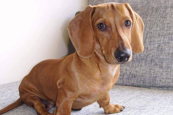 臘腸犬吃什么狗糧 臘腸犬掉毛嗎