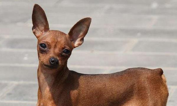 小鹿犬市場價格多少錢一只 小鹿犬哪種顏色最貴