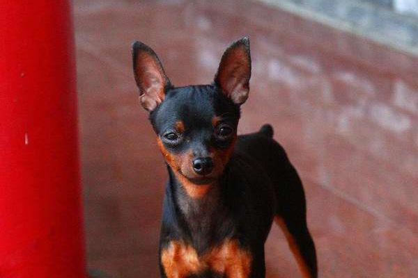 小鹿犬市場價格多少錢一只 小鹿犬哪種顏色最貴