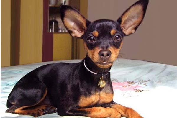 小鹿犬市場價格多少錢一只 小鹿犬哪種顏色最貴