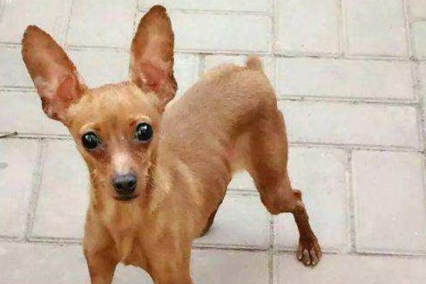 小鹿犬市場價格多少錢一只 小鹿犬哪種顏色最貴