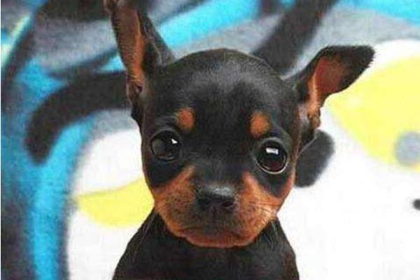 小鹿犬市場價格多少錢一只 小鹿犬哪種顏色最貴