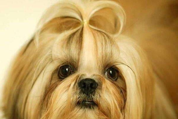 西施犬和約克夏的區別是什么 西施狗和約克夏哪個好