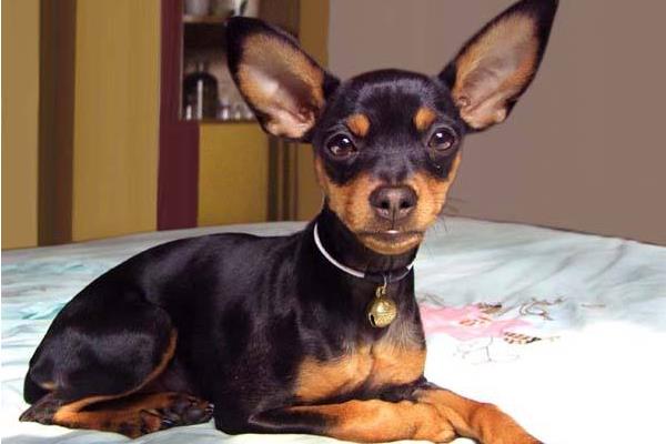 吉娃娃和小鹿犬的區(qū)別是什么 小鹿犬適合什么人養(yǎng)