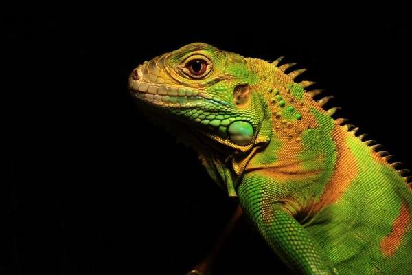 蜥蜴是什么動物 蜥蜴是兩棲動物嗎