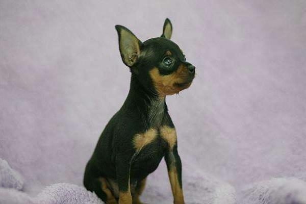 吉娃娃和小鹿犬的區(qū)別是什么 小鹿犬適合什么人養(yǎng)